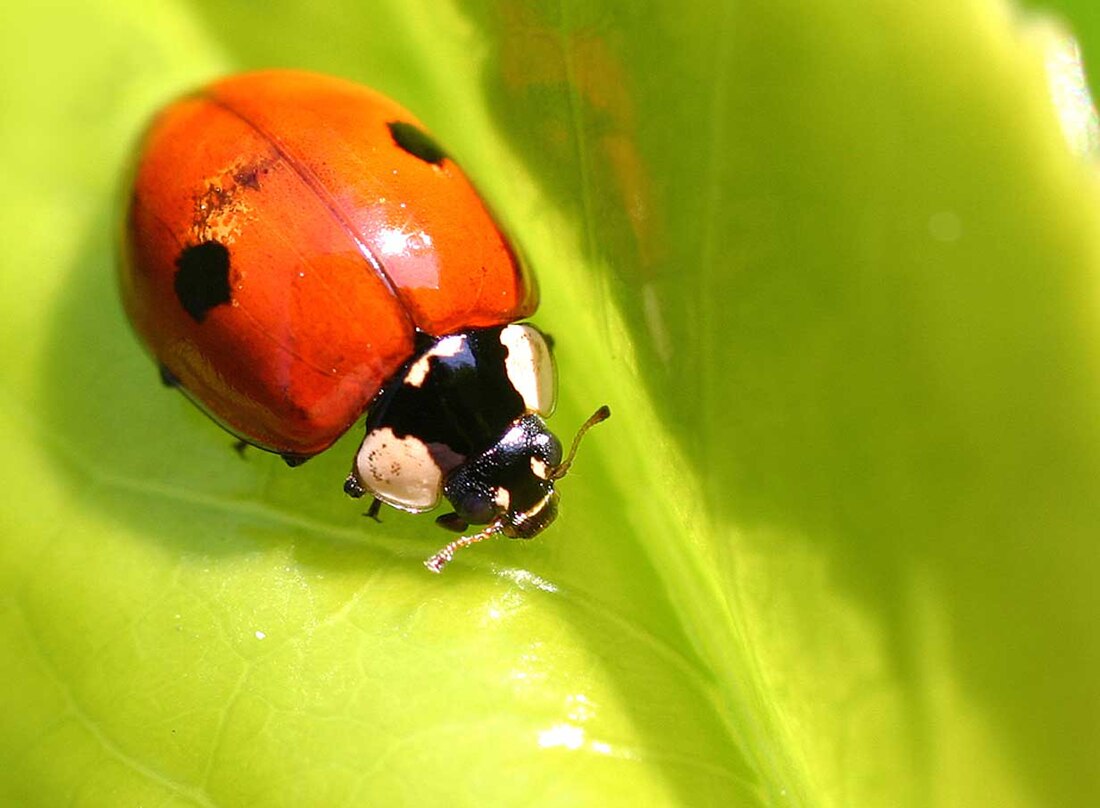 Coccinellidae