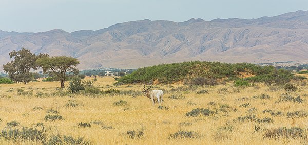 Landscape showing the Addax of the National park of Bouhedma and a tree of "Vachellia (Acacia in french)raddiana" (the second tree from the left) I think that it is featurable due to the waves of mountain behind and how the Addax is looking ... It was rejected as QI because only the Addax is sharp : IMHO the landscape photography permit some imperfection