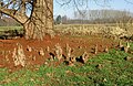 wikimedia_commons=File:Ademwortels van Moerascipres Taxodium distichum Herkenrode Hasselt1.jpg