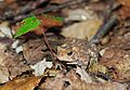 English: American Toad, Bufo americanus in Adirondacks, New York.