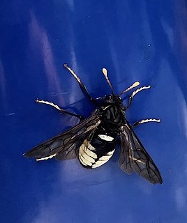 <i>Cimbex americana</i> Species of sawfly