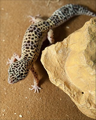 <span class="mw-page-title-main">Afghan leopard gecko</span> Subspecies of lizard