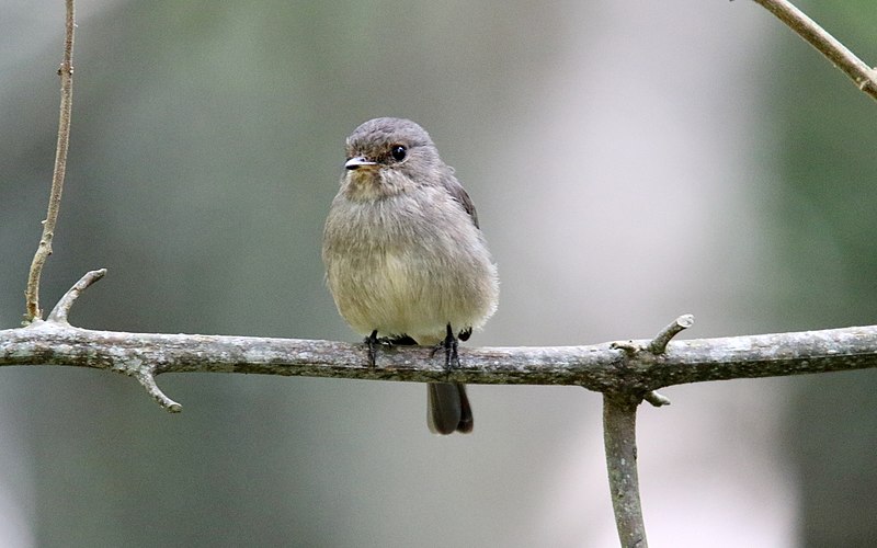 File:African Dusky Flycatcher (Muscicapa adusta) (32689761038).jpg