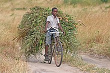 [1] Überall auf der Welt werden Fahrräder auch zum Transport von Lasten eingesetzt: Hier sieht man einen tansanischen Jungen, der Viehfutter auf seinem Fahrrad transportiert, um sein Familienvieh zu füttern.
Aufnahme von Muhammad Mahdi Karim am 5. Juli 2009