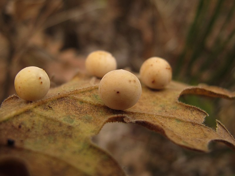 File:Agallas Cynips quercusfolii (6355198565).jpg