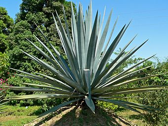 Blue agave (Agave tequilana)