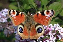 Peacock Aglais io (European Peacock butterfly) Cumnor.jpg