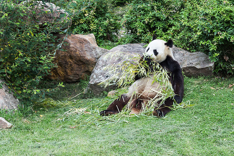 File:Ailuropoda melanoleuca (Panda géant) - 443.jpg