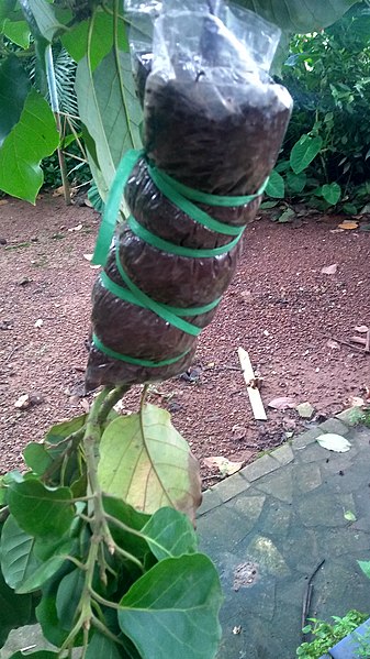 File:Air-layering on a avocado tree in Goa, India.jpg