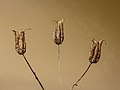 * Nomination Opened seed boxes of a Aquilegia. Focus stack of 20 photos. --Famberhorst 05:26, 11 September 2021 (UTC) * Promotion  Support Good quality. --XRay 06:01, 11 September 2021 (UTC)