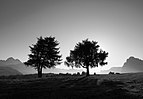 6 - European Larches on the Siusi alp, South Tyrol, Italy created, uploaded and nominated by Llorenzi