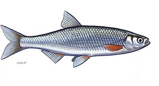 <i>Alburnus mento</i> Species of fish