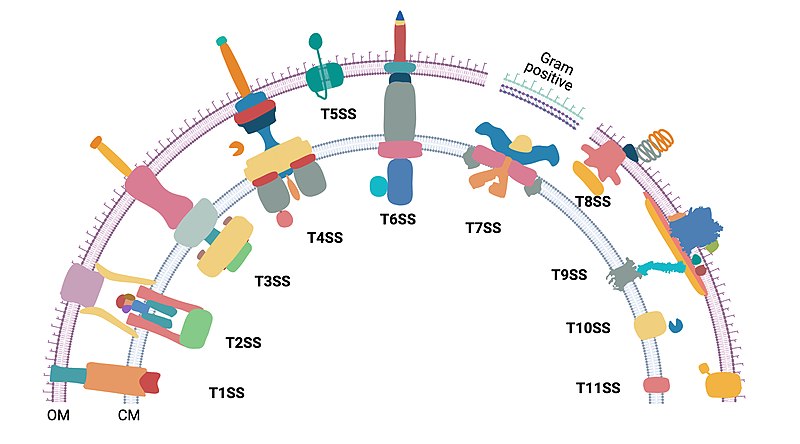 File:All secretion systems.jpg