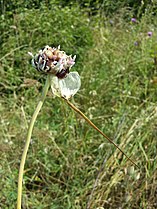 Inflorescence with bulbils