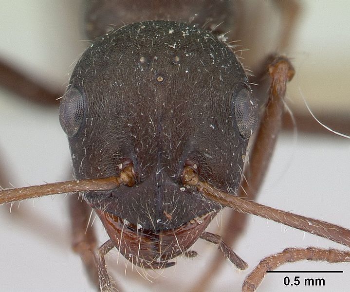 File:Alloformica aberrans casent0178495 head 1.jpg