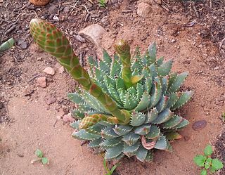 <i>Aloe brevifolia</i> Species of succulent