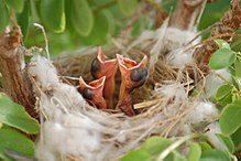 Altricial young birds Altricial chicks.jpg