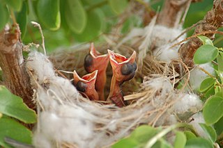 Als Nestlinge werden Jungtiere