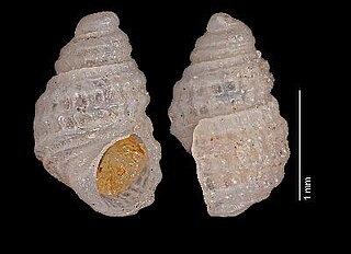 <i>Alvania boutani</i> Species of gastropod