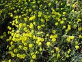 Alyssum montanum