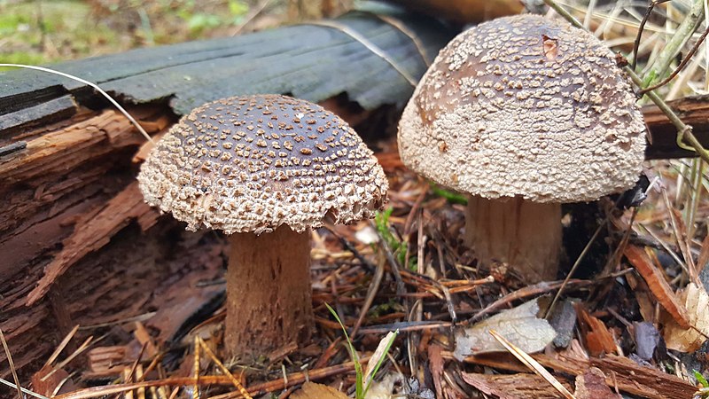 File:Amanita rubescens 2019.jpg