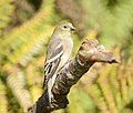 Thumbnail for File:American Goldfinch, Washington State 02.jpg