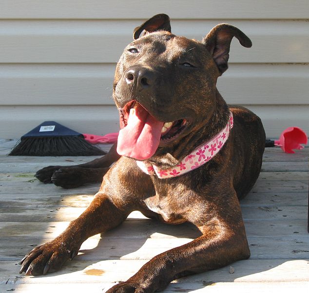 File:American Pit Bull Terrier enjoying the sun.jpg