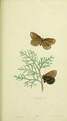 American Entomology (Tafel 50) (6026590966) .jpg