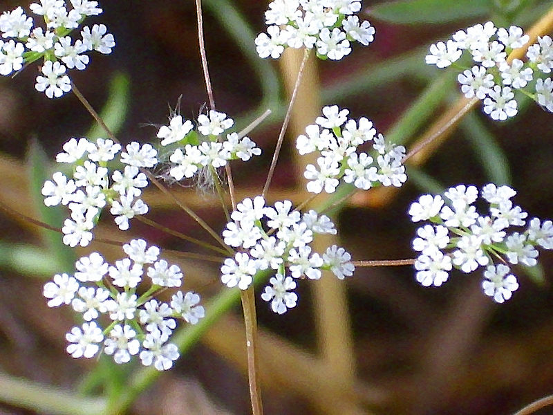 File:Ammoides pusilla Enfoqueflores 2011-6-11 CampodeCalatrava.jpg