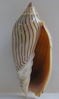 <i>Amoria ellioti</i> species of mollusc