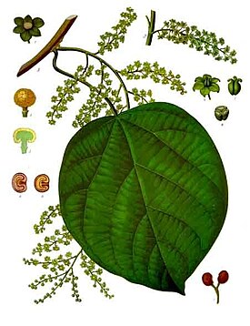 Анамирта коккулюсовидная. Ботаническая иллюстрация из книги Köhler’s Medizinal-Pflanzen, 1887