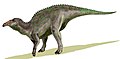 Anatotitan, an hadrosaur, North America