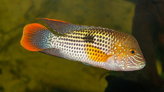 Andinoacara rivulatus