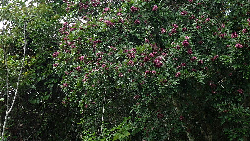 File:Andira fraxinifolia Benth. (5807547203).jpg