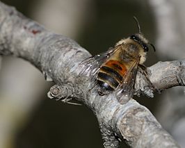 Andrena elmaria