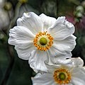 Anemone x hybrida ‘Honorine Jobert’, Highdown Gardens, Worthing 1.jpg