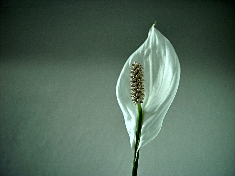 File:Anthurium - Elegance.jpg