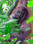 January 28: orangutan in Sabangau National Park