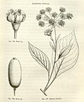 Thumbnail for Apiopetalum velutinum