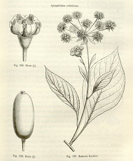 Apiopetalum velutinum