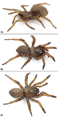 Description de l'image Aptostichus atomarius.jpg.