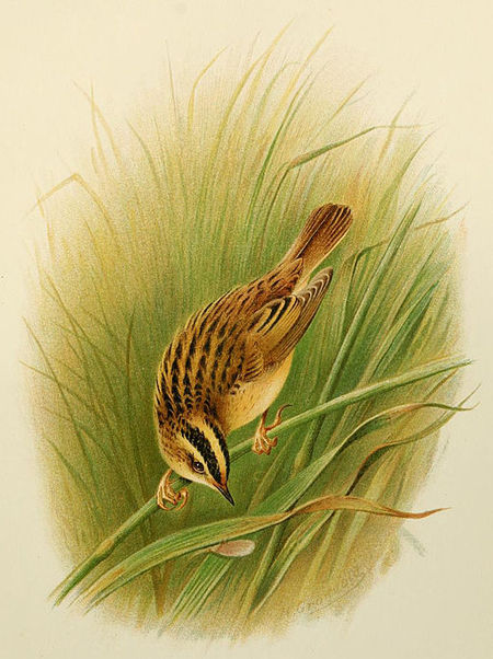 Tập_tin:Aquatic_Warbler_Grönvold.jpg