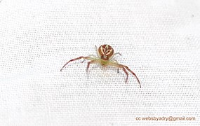 Thomisidae: Descripción, Etimología, Géneros