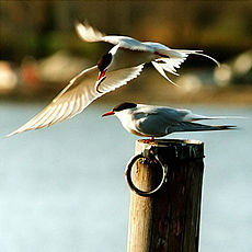 Arctic terns.jpg
