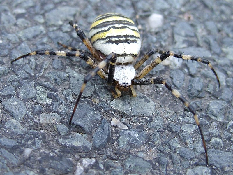 File:Argiope bruennichi Poland.jpg