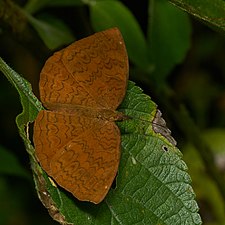 Ariadne merione (Common Castor)