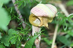 Description de l'image Arisaema ringens.jpg.