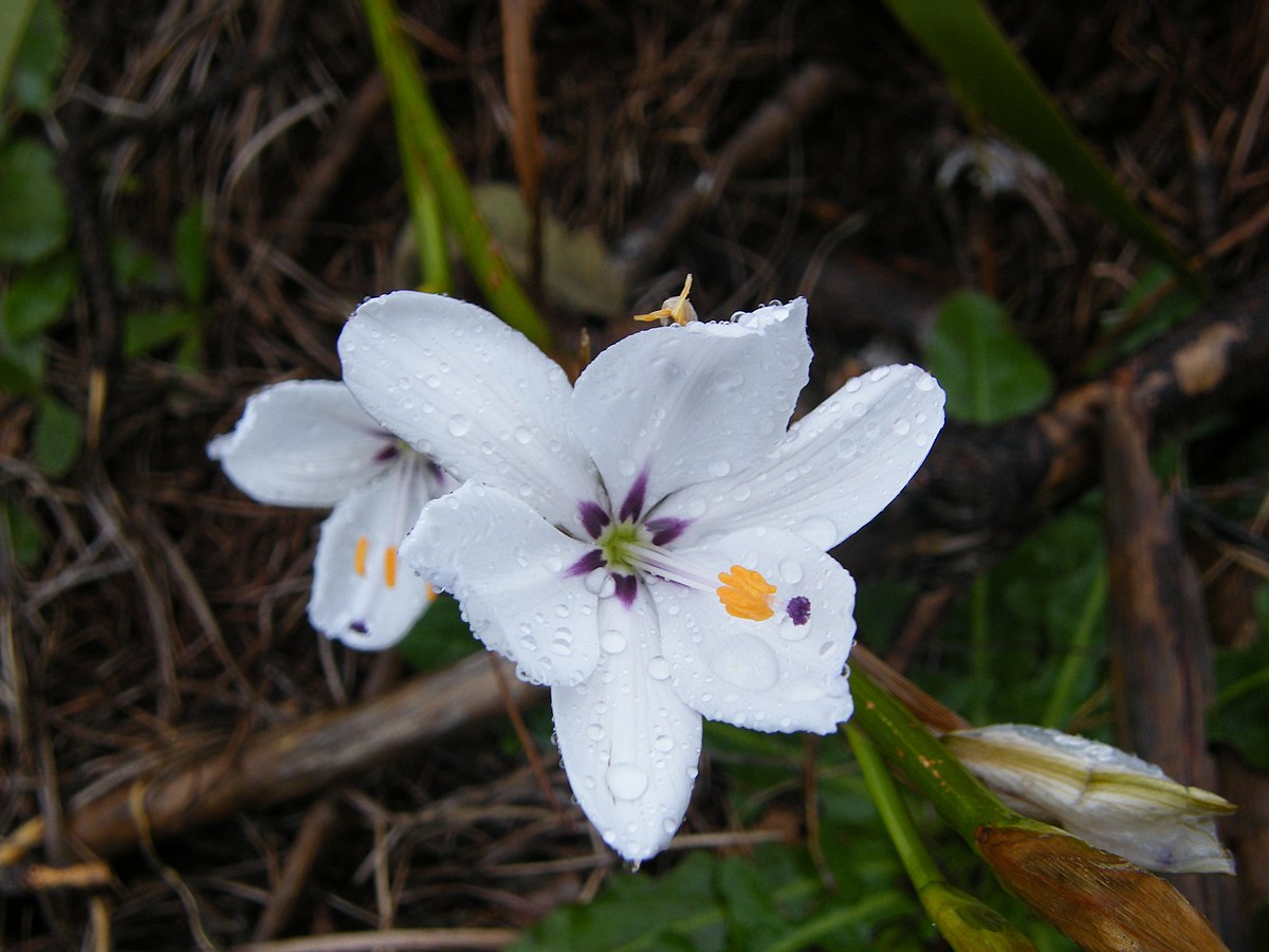 TÌNH YÊU CÂY CỎ ĐV 6 - Page 20 1200px-Aristea_spiralis_flower_2