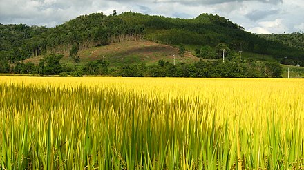 Rice paddy: Where irrigation first occurred in Brazil