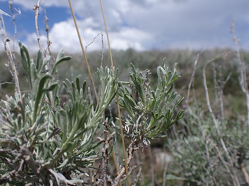 File:Artemisia tripartita - threetip sagebrush - 52961254699.jpg